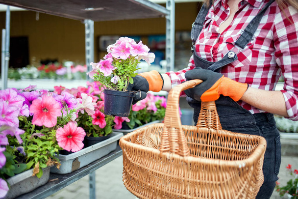 Gardener woman with basket choosing potted flowers in garden center - Foto, Imagen