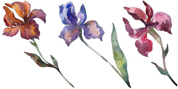 Red and purple irises. Floral botanical flower. Wild spring leaf wildflower isolated. Watercolor background illustration set. Watercolour drawing fashion aquarelle. Isolated iris illustration element. - Fotografie, Obrázek
