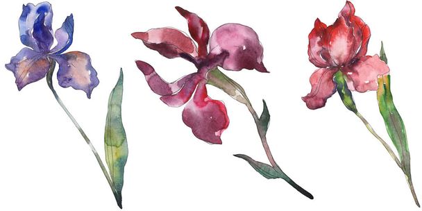 Red and purple irises. Floral botanical flower. Wild spring leaf wildflower isolated. Watercolor background illustration set. Watercolour drawing fashion aquarelle. Isolated iris illustration element. - Fotoğraf, Görsel