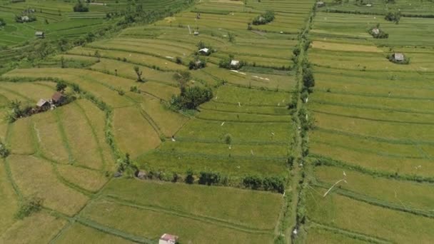 Riisiterassit ja maatalousmaa Indonesiassa - Materiaali, video