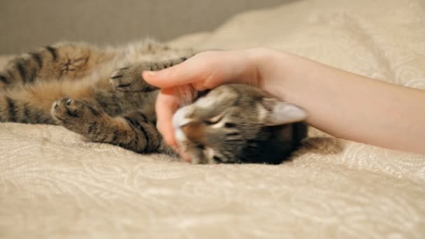 4K Закручивание рук девочки играет со спящей симпатичной кошкой Тэбби
 - Кадры, видео