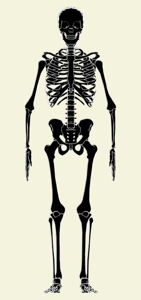 ανθρώπινο σκελετό διάνυσμα - Διάνυσμα, εικόνα