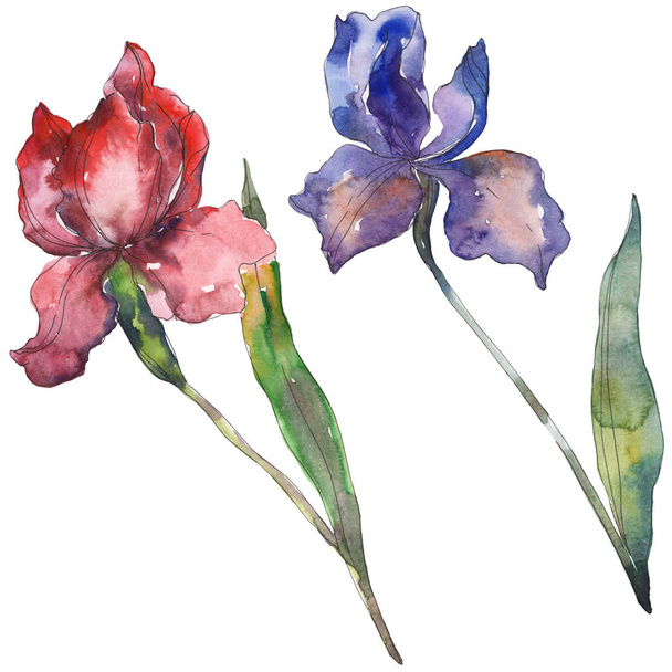 Red and purple irises. Floral botanical flower. Wild spring leaf wildflower isolated. Watercolor background illustration set. Watercolour drawing fashion aquarelle. Isolated iris illustration element. - Foto, immagini
