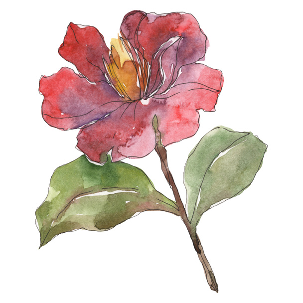 Red peony isolated on white watercolor background illustration element.  - Photo, Image