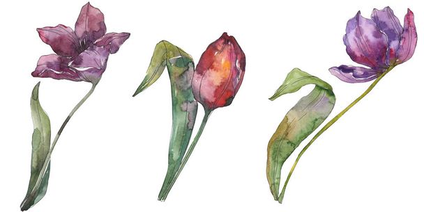 Lila tulipán virág botanikai virág. Vad tavaszi levél vadvirág elszigetelt. Akvarell háttér illusztráció készlet. Akvarell rajz divat aquarelle. Elszigetelt tulip ábra elem. - Fotó, kép