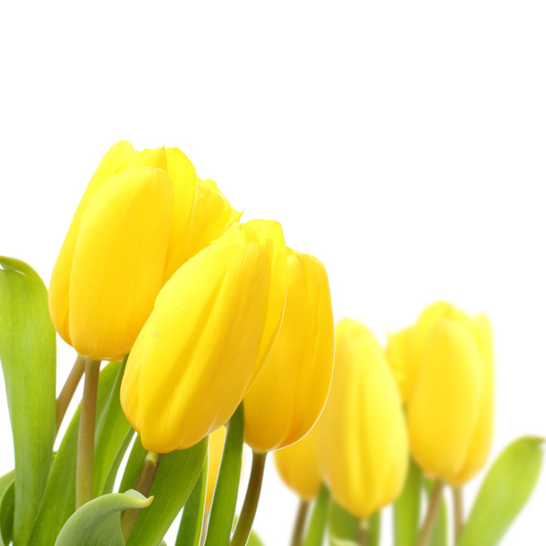 Tender lovely yellow tulips over white background - Photo, Image