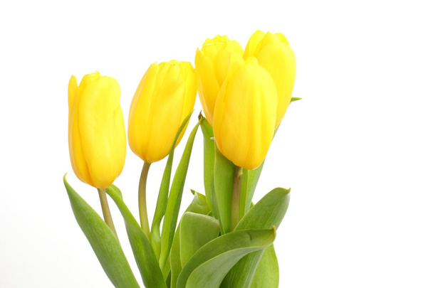 Tender yellow tulips over white background - Φωτογραφία, εικόνα