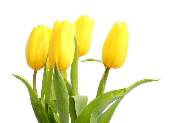 Tender yellow tulips over white background - Photo, Image
