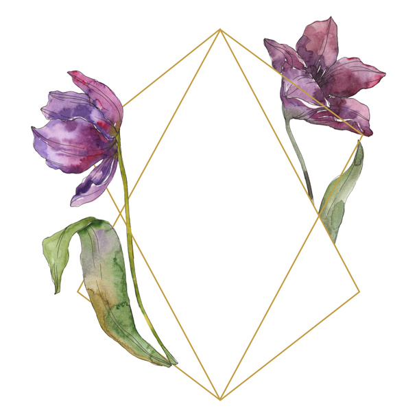 Purple tulip floral botanical flowers. Wild spring leaf wildflower isolated. Watercolor background illustration set. Watercolour drawing fashion aquarelle isolated. Frame border ornament square. - Фото, зображення