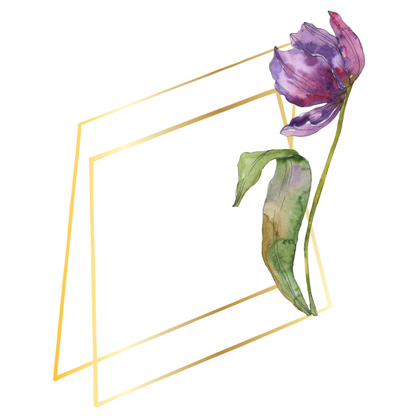 紫チューリップ花植物の花。野生春葉のワイルドフラワーが分離されました。水彩画背景イラスト セット。水彩描画のファッション aquarelle 分離します。フレーム枠飾りスクエア. - 写真・画像
