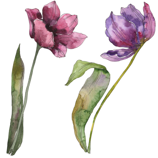 紫チューリップ花植物の花 野生春葉のワイルドフラワーが分離されました 水彩画背景イラスト セット 水彩描画ファッション Aquarelle 分離された チューリップの図要素 ロイヤリティフリー写真 画像素材