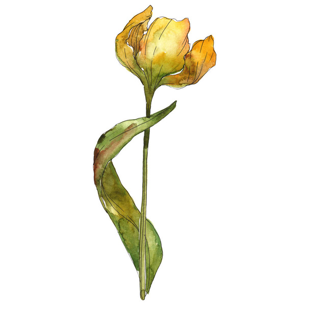 Yellow tulip isolated illustration element. Watercolor background illustration. - Photo, Image