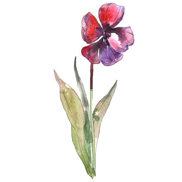 Red tulip isolated illustration element. Watercolor background illustration. - Foto, immagini