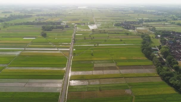 Riisipelto ja maatalousmaa Indonesiassa - Materiaali, video