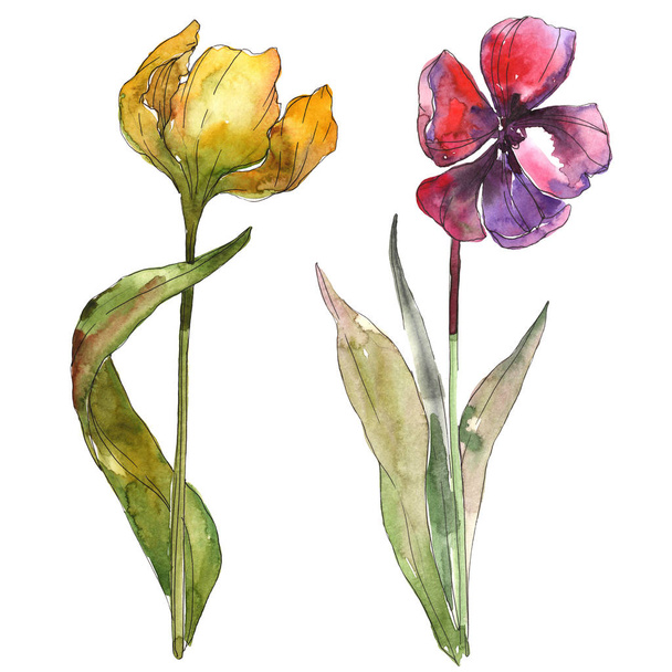 Yellow and red tulips isolated illustration elements. Watercolor background illustration. - Foto, Imagen