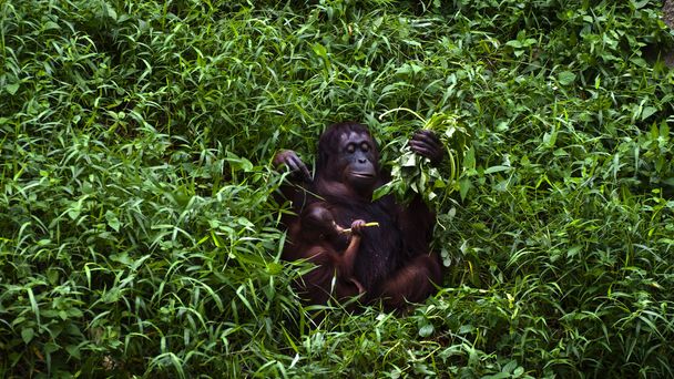 Madre y bebé orangután
 - Foto, Imagen