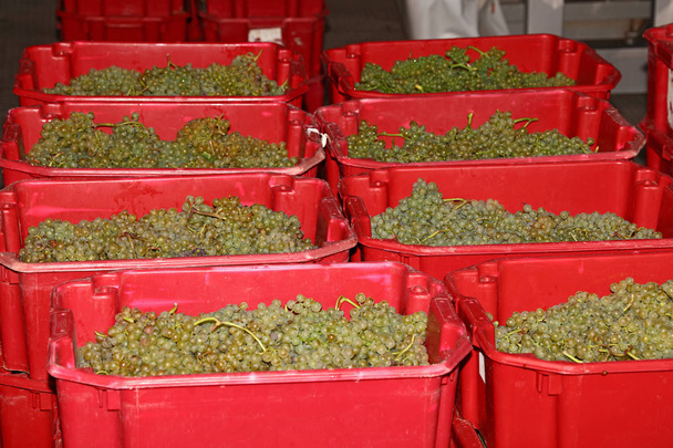 Урожай стиглих букетів білого винограду в червоних пластикових коробках на складі заводу-виробника або майстерні з виробництва вина
 - Фото, зображення