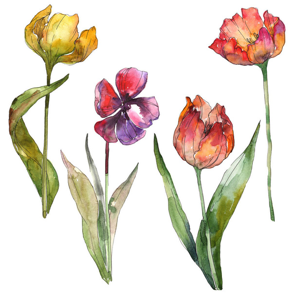 Yellow and red tulips isolated illustration elements. Watercolor background illustration. - Фото, изображение