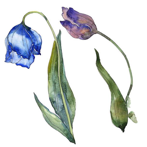 Kék és lila tulipán elszigetelt fehér akvarell háttérelemek illusztráció. - Fotó, kép