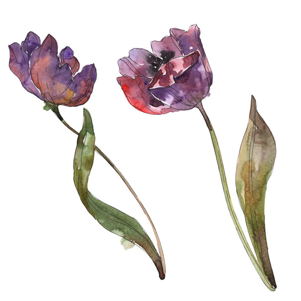 Purple tulips isolated on white watercolor background illustration elements. - Fotó, kép