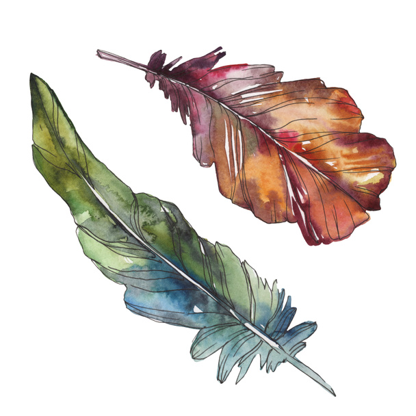 Bird feather from wing isolated. Watercolor background illustration set. Watercolour drawing fashion aquarelle isolated. Isolated feathers illustration element. - 写真・画像