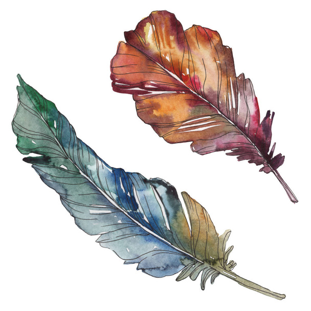 Bird feather from wing isolated. Watercolor background illustration set. Watercolour drawing fashion aquarelle isolated. Isolated feathers illustration element. - Photo, Image