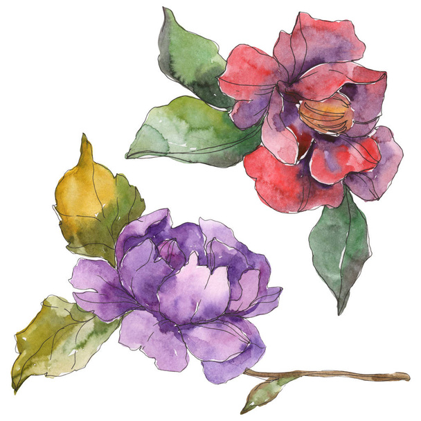 Red and purple camellia flowers isolated on white. Watercolor background illustration elements. - Fotografie, Obrázek
