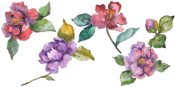 Flores de camelia roja y púrpura aisladas en blanco. Elementos de ilustración de fondo acuarela
. - Foto, Imagen