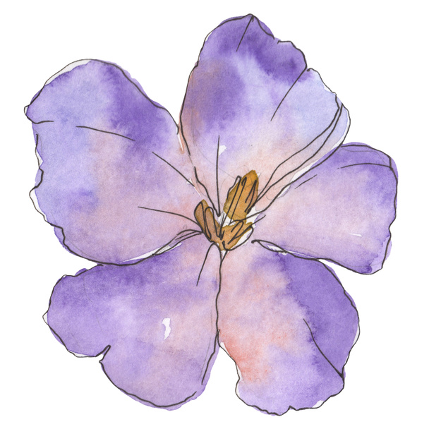 Blue purple flax. Floral botanical flower. Wild spring leaf wildflower isolated. Watercolor background illustration set. Watercolour drawing fashion aquarelle. Isolated flax illustration element. - Foto, immagini