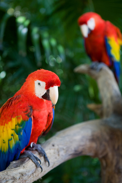 Papagájok - Fotó, kép