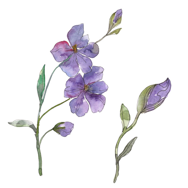 Blue and purple flax floral botanical flower. Wild spring leaf wildflower isolated. Watercolor background illustration set. Watercolour drawing fashion aquarelle. Isolated flax illustration element. - Foto, afbeelding