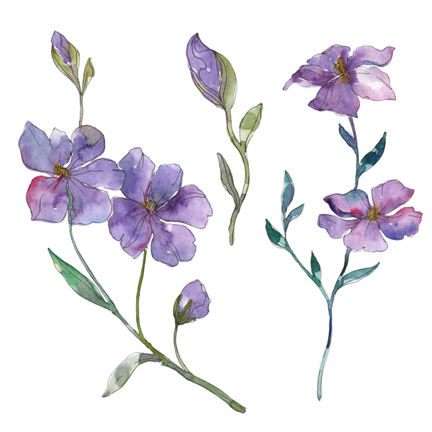 Sininen ja violetti pellava kukka kasvitieteellinen kukka. Villi kevään lehti luonnonvarainen kukka eristetty. Vesiväri tausta kuvitussarja. Vesiväri piirustus muoti akvarelli. Erillinen pellavan kuvituselementti
. - Valokuva, kuva
