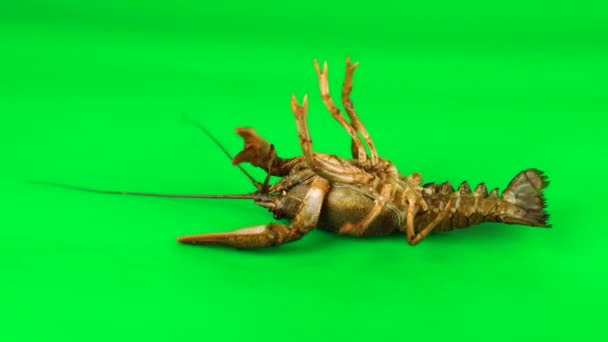 Lobster stirring its limbs. Green background can be simply removed - Video, Çekim