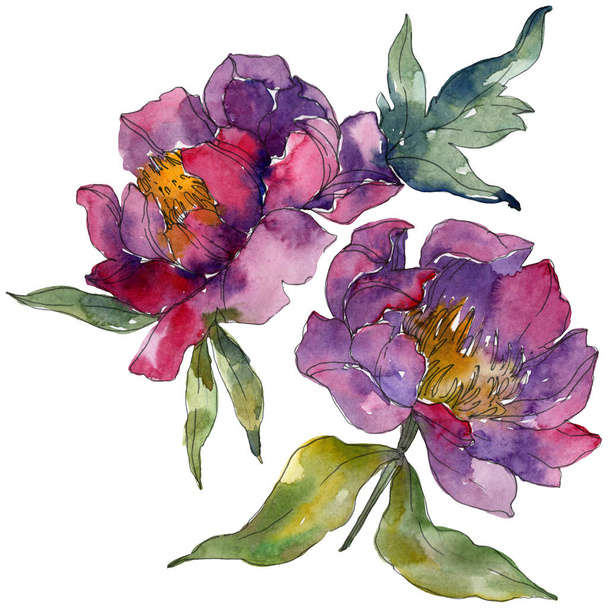 Purple peonies watercolor background illustration set. Isolated peonies illustration elements. - Φωτογραφία, εικόνα