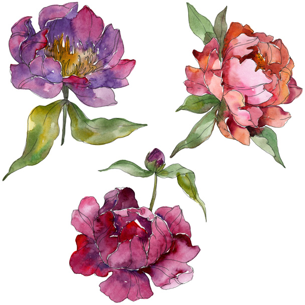Purple peonies watercolor background illustration set. Isolated peonies illustration elements. - Photo, Image