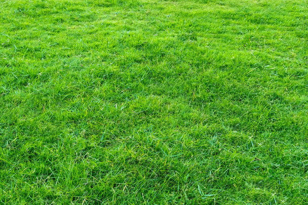 Тло зеленого трав'яного поля. Зелена трава візерунок і текстура. фон зеленого газону
. - Фото, зображення