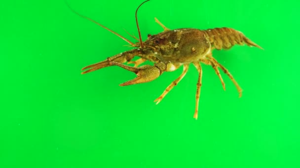 Lobster stirring its limbs. Green background can be simply removed - Video, Çekim