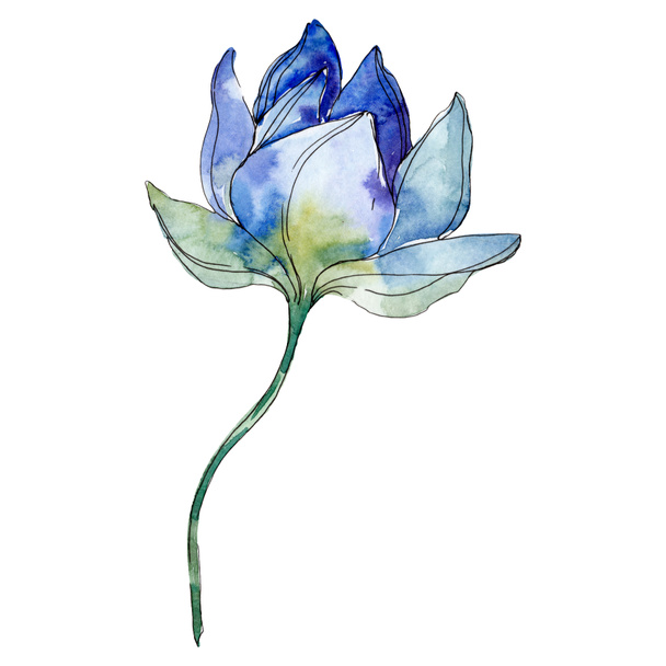 Kwiat lotosu niebieski i fioletowy. Tle akwarela ilustracja na białym tle elementu. - Zdjęcie, obraz