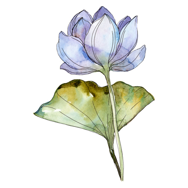 Kwiat lotosu niebieski i fioletowy z zielonych liści. Ilustracja na białym tle akwarela elementów. - Zdjęcie, obraz