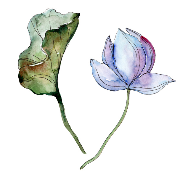 Blue and purple lotus flower with green leaf. Watercolor isolated illustration elements. - Valokuva, kuva