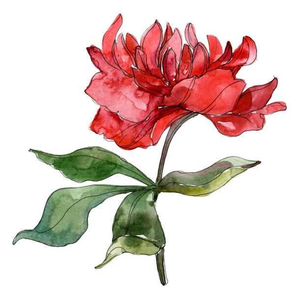 Red peonies isolated on white. Watercolor background illustration element.  - Foto, afbeelding