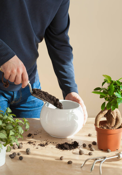 gardening, planting at home. man relocating ficus houseplant - Foto, afbeelding