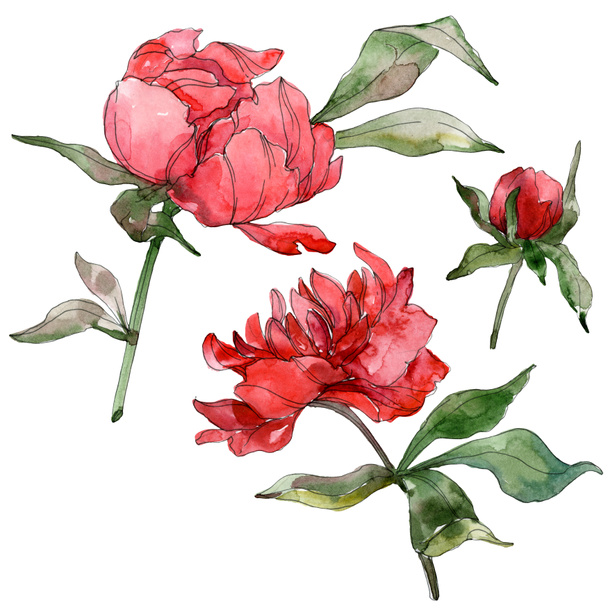 Red peonies isolated on white. Watercolor background illustration set.  - Φωτογραφία, εικόνα