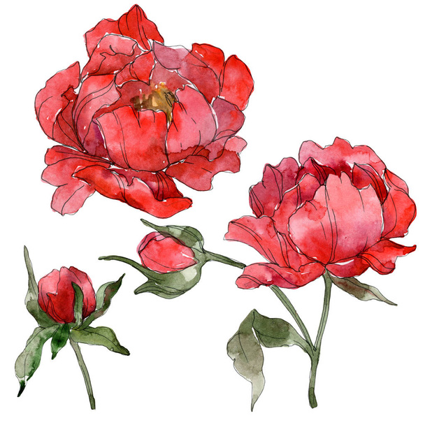 Red peonies isolated on white. Watercolor background illustration set.  - Fotoğraf, Görsel