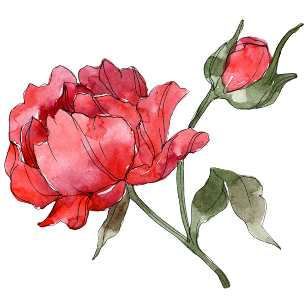 Red peonies isolated on white. Watercolor background illustration set.  - Photo, Image