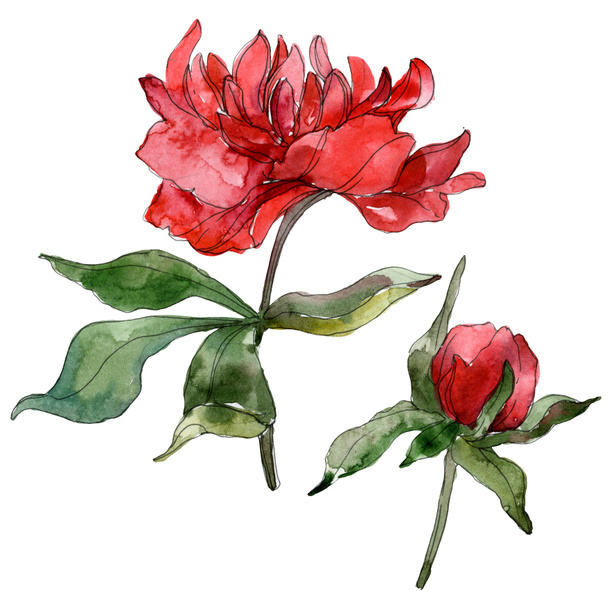 Red peonies isolated on white. Watercolor background illustration set.  - Valokuva, kuva