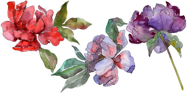 Red and purple peonies. Watercolor background set. Isolated peonies illustration elements. - Zdjęcie, obraz