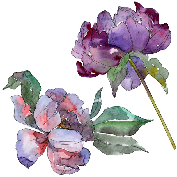 Purple peonies. Watercolor background set. Isolated peonies illustration elements. - 写真・画像