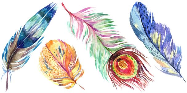 Colorful bird feather from wing isolated. Aquarelle feather for background. Watercolor illustration set. Watercolour drawing fashion aquarelle isolated. Isolated feather illustration element. - Φωτογραφία, εικόνα