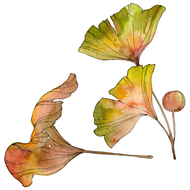 Green yellow ginkgo biloba leaf. Leaf plant botanical garden foliage. Watercolor background illustration set. Watercolour drawing fashion aquarelle isolated. Isolated ginkgo illustration element. - Фото, зображення